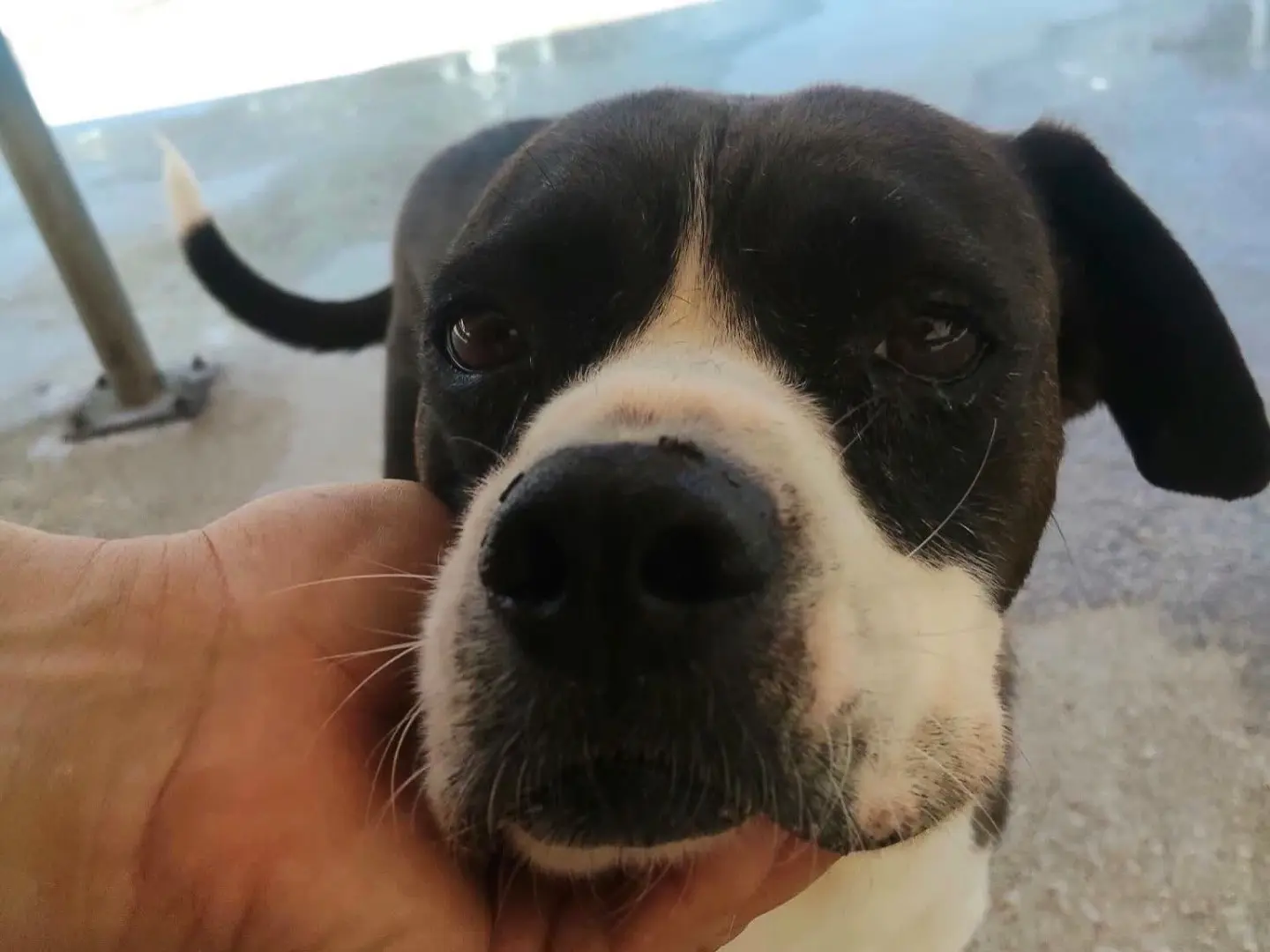 Adotta un cane, taglia media contenuta, femmina, Latina