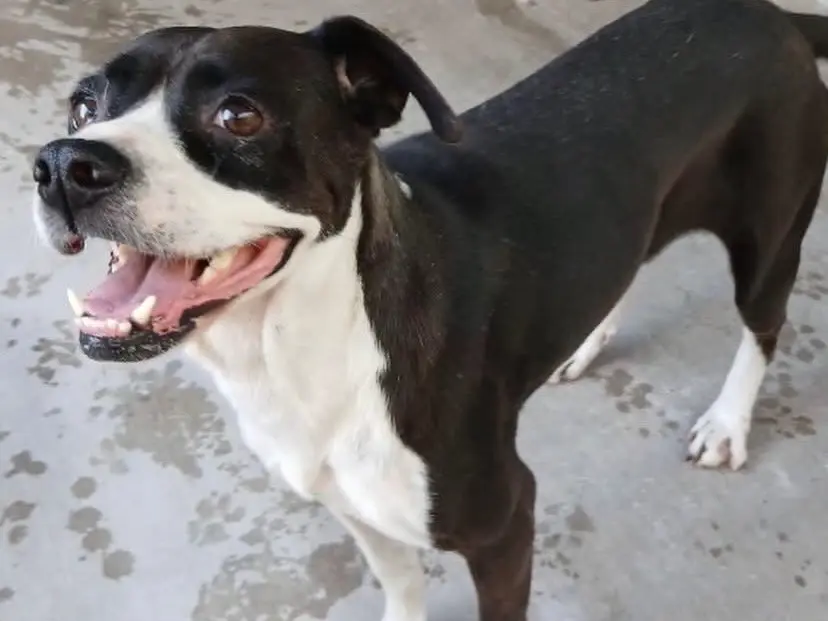 Adozione cane, femmina, Boxer Razza sconosciuta, 3 anni e 4 mesi, taglia media contenuta, Latina