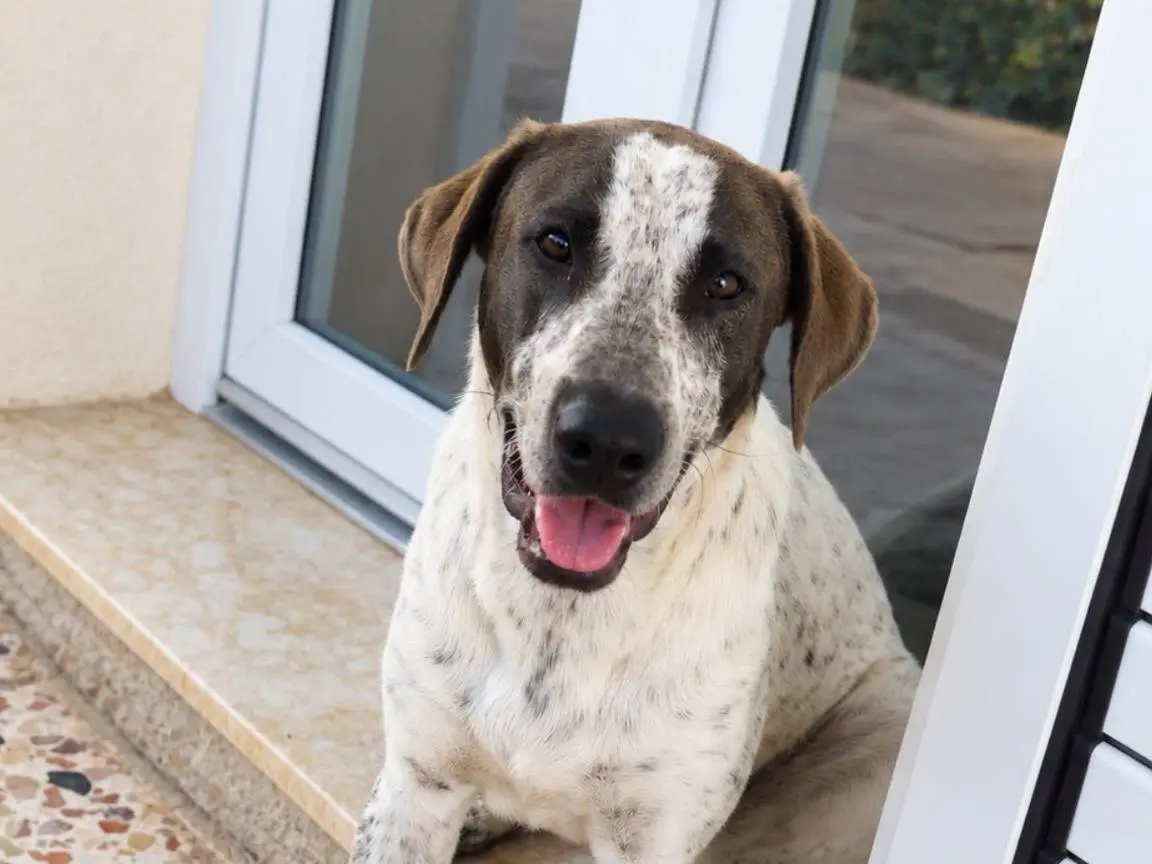 Vuoi adottare un cane a Trapani?