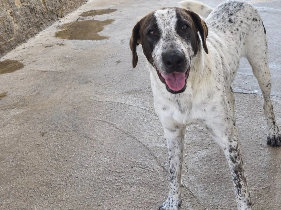 Adotta un cane, taglia media, maschio, Trapani
