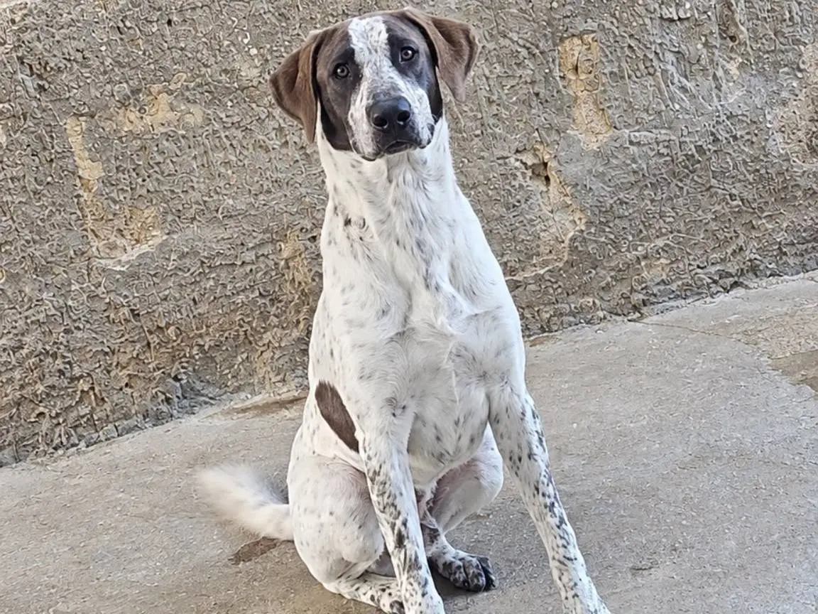 Adotta il cane Giulio a Trapani