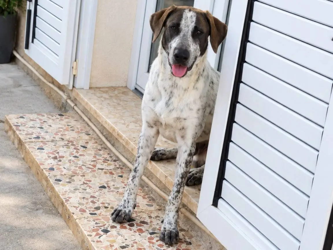 Adozione cane, maschio, Razza sconosciuta Razza sconosciuta, 8 mesi, taglia media, Trapani