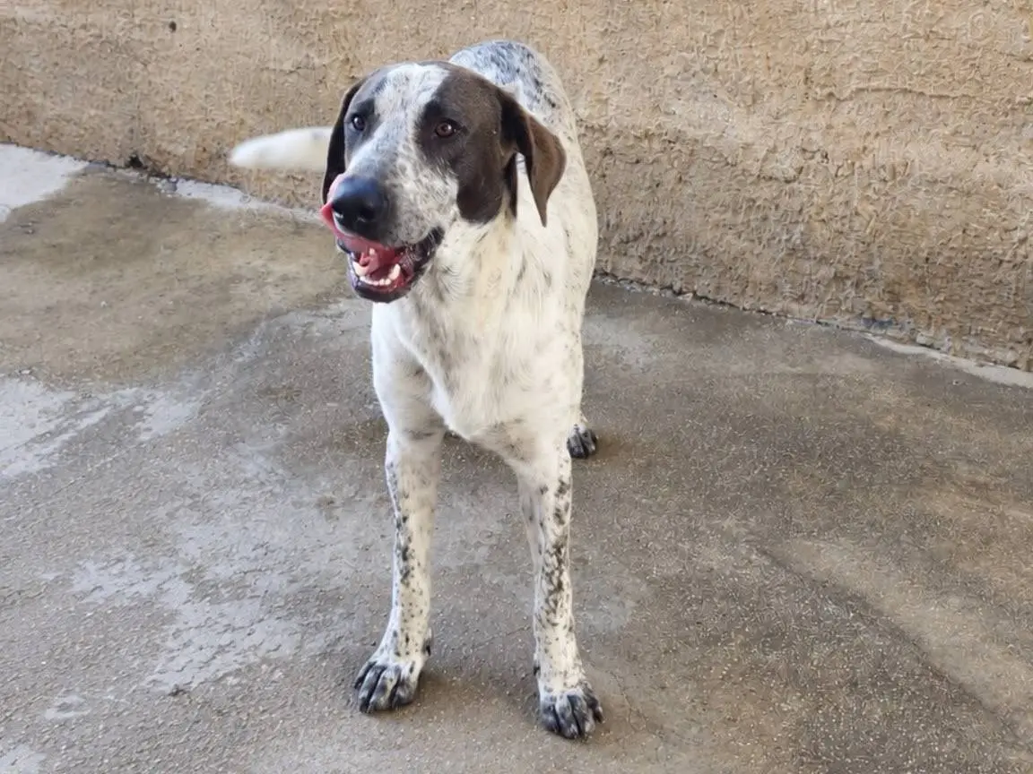 Adotta un cane, maschio, 8 mesi, Trapani