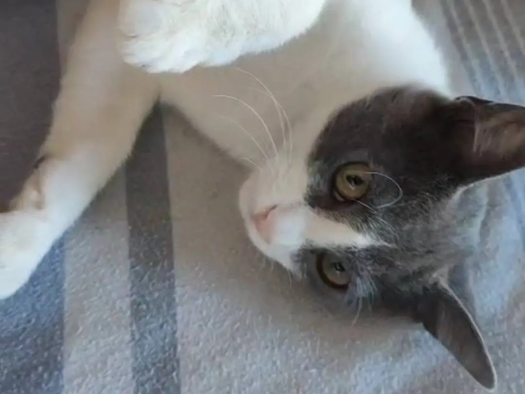 Adotta un gatto, taglia non valida, maschio, Cosenza