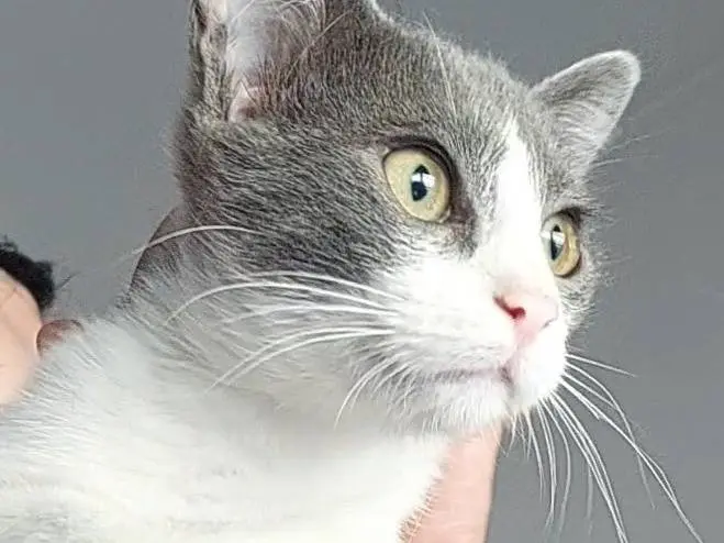 Adozione gatto, maschio, Razza sconosciuta Razza sconosciuta, 1 anno e 4 mesi, taglia non valida, Cosenza