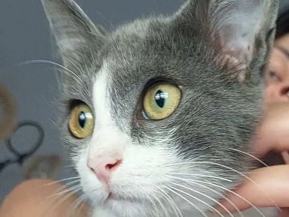 Adotta un gatto, maschio, 1 anno e 4 mesi, Cosenza