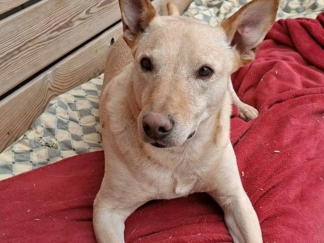 Adozione cane, maschio, Razza sconosciuta Razza sconosciuta, 5 anni e 3 mesi, taglia media, Mantova