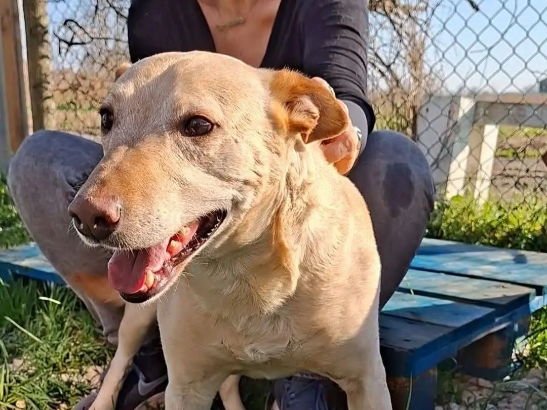 Adotta il cane Teo a Mantova