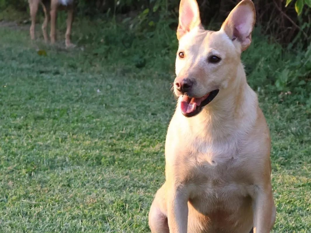 Adotta un cane, taglia media, maschio, Mantova
