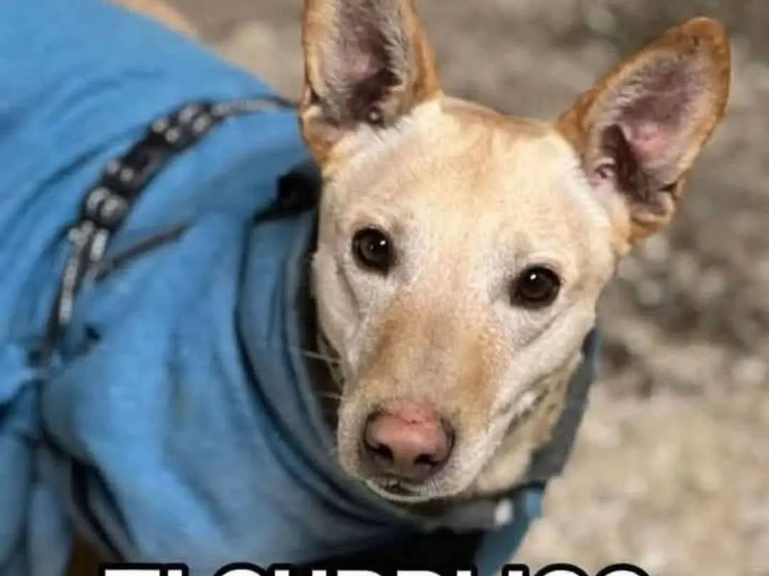 Adotta un cane, maschio, 5 anni e 3 mesi, Mantova