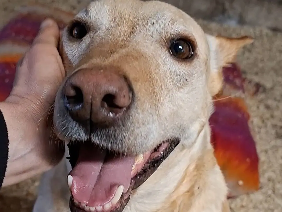 Vuoi adottare un cane a Mantova?