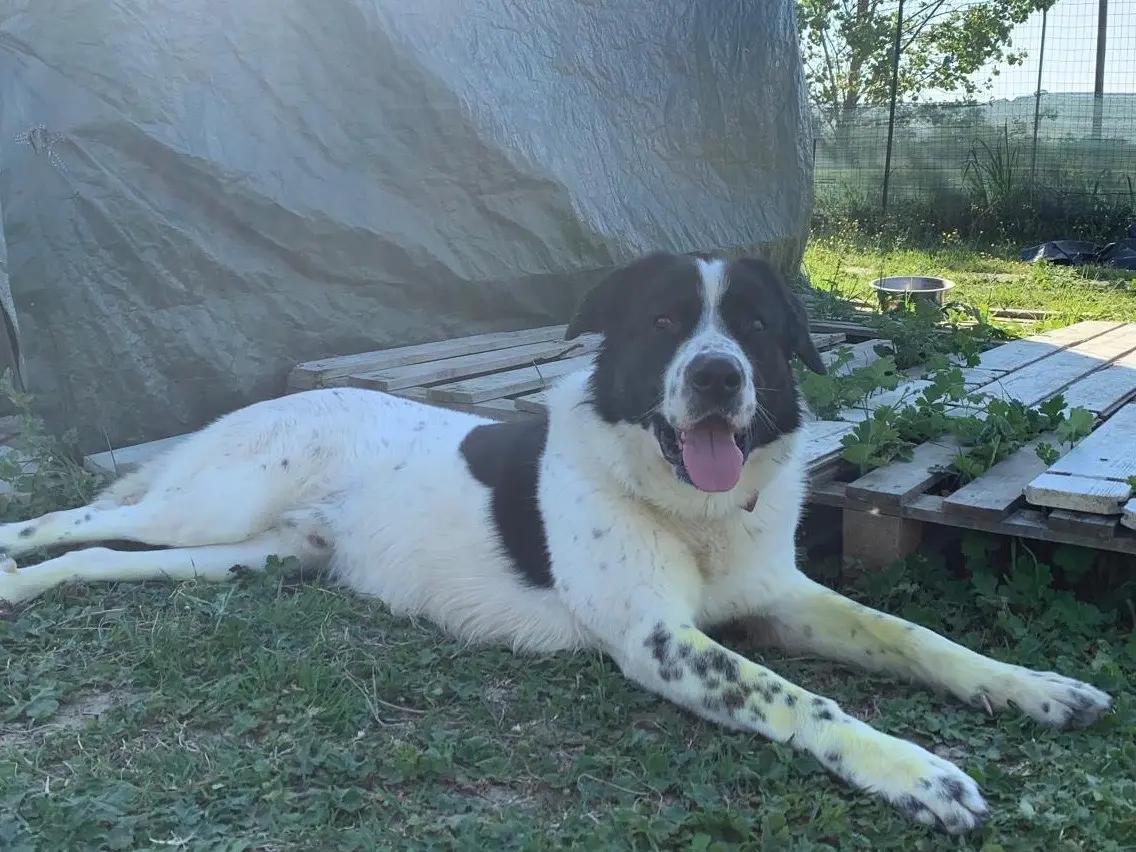 Adotta un cane, maschio, 3 anni e 9 mesi, Firenze
