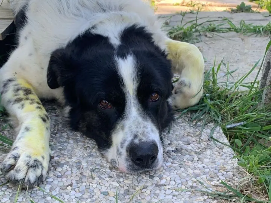 Adotta un cane, taglia gigante, maschio, Firenze