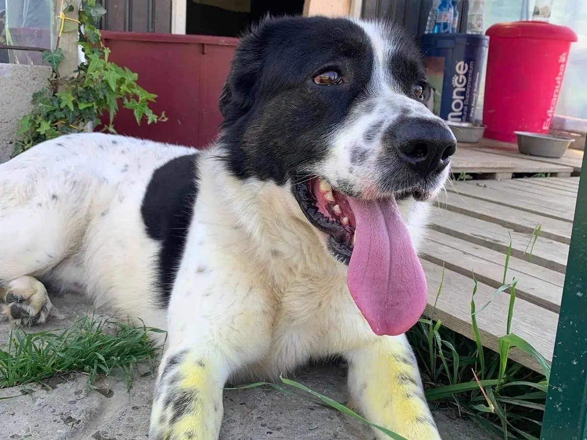 Adozione cane, maschio, Razza sconosciuta Razza sconosciuta, 3 anni e 9 mesi, taglia gigante, Firenze