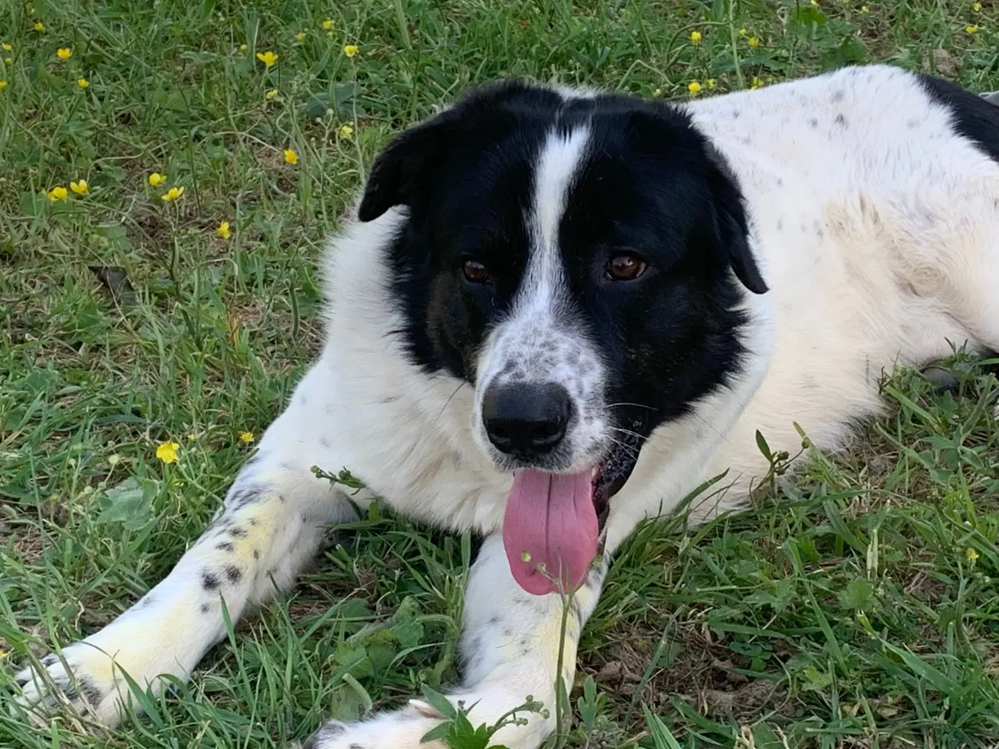 Foto 3 dell'animale