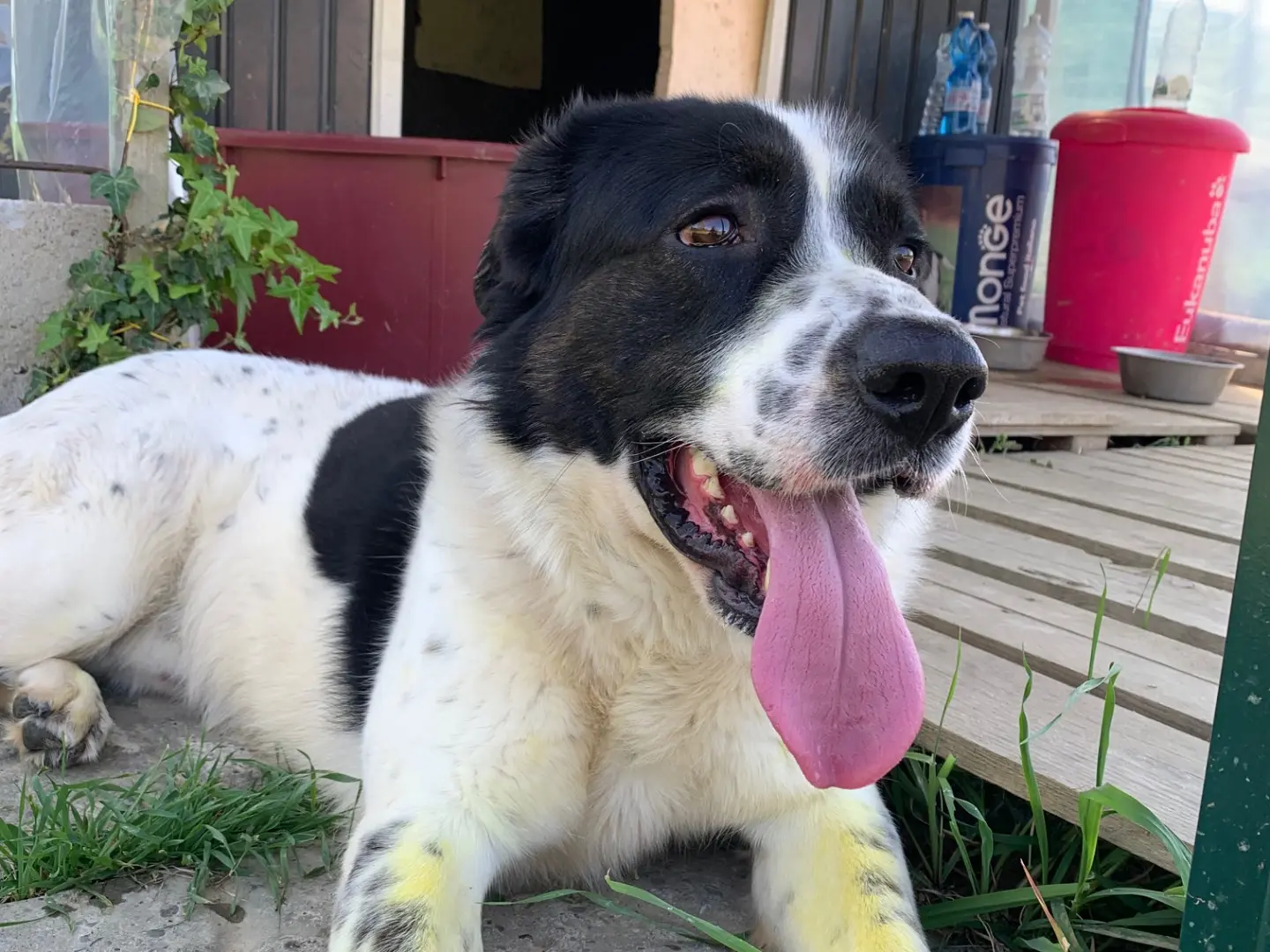 Adotta un cane, taglia gigante, maschio, Firenze