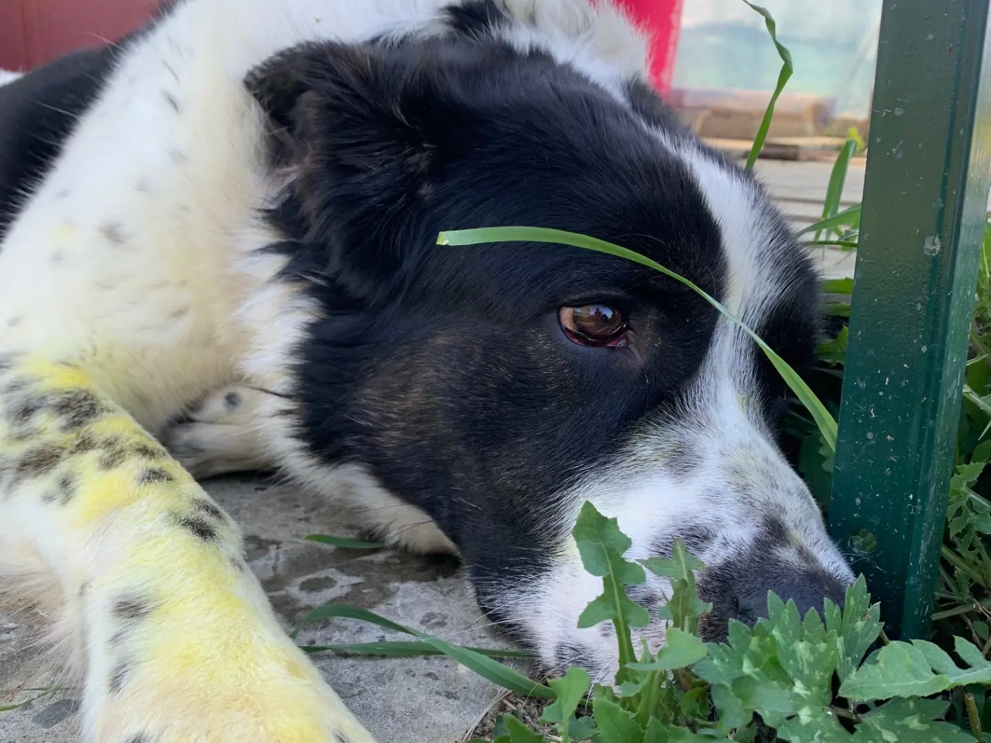 Adotta un cane, maschio, 3 anni e 2 mesi, Firenze