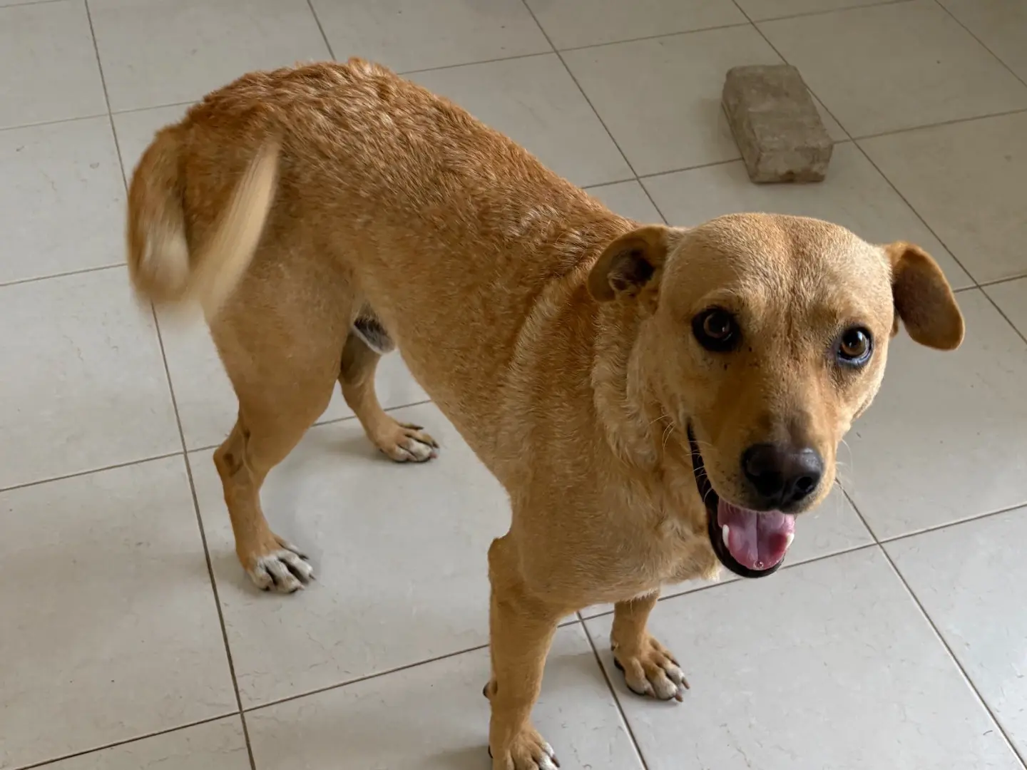 Adotta un cane, maschio, 3 anni e 5 mesi, Potenza