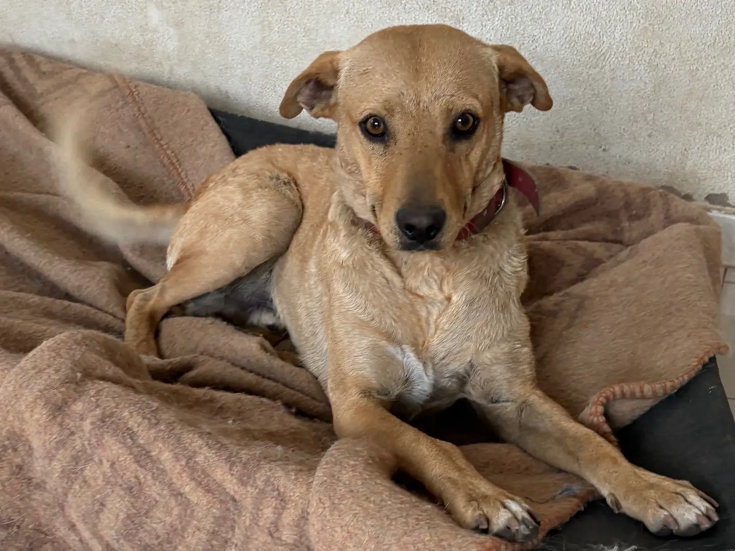 Adozione cane, maschio, Razza sconosciuta Razza sconosciuta, 3 anni e 5 mesi, taglia media, Potenza