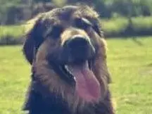 Foto 3 dell'animale