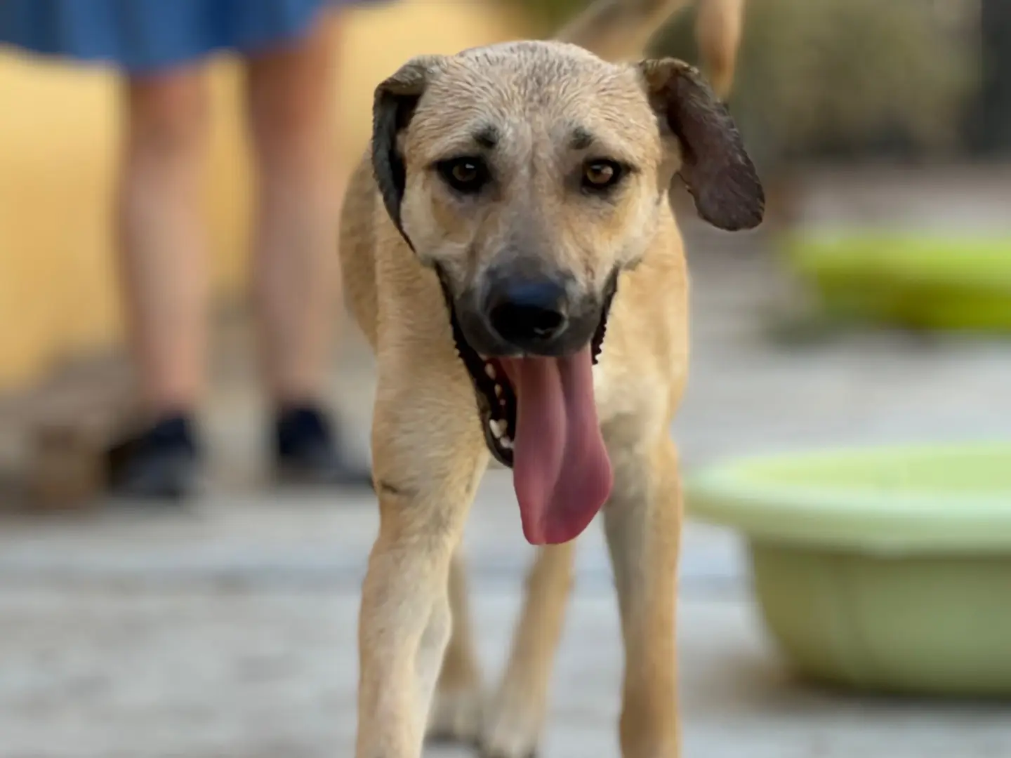 Adozione cane, femmina, Razza sconosciuta Razza sconosciuta, 2 anni e 1 mese, taglia media, Milano