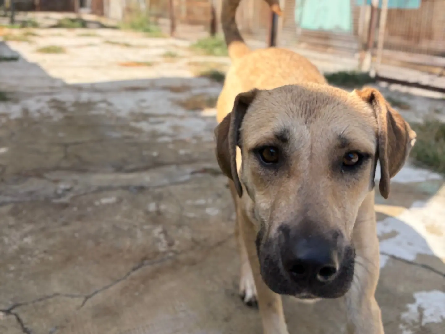 Adotta un cane, femmina, 2 anni e 1 mese, Milano