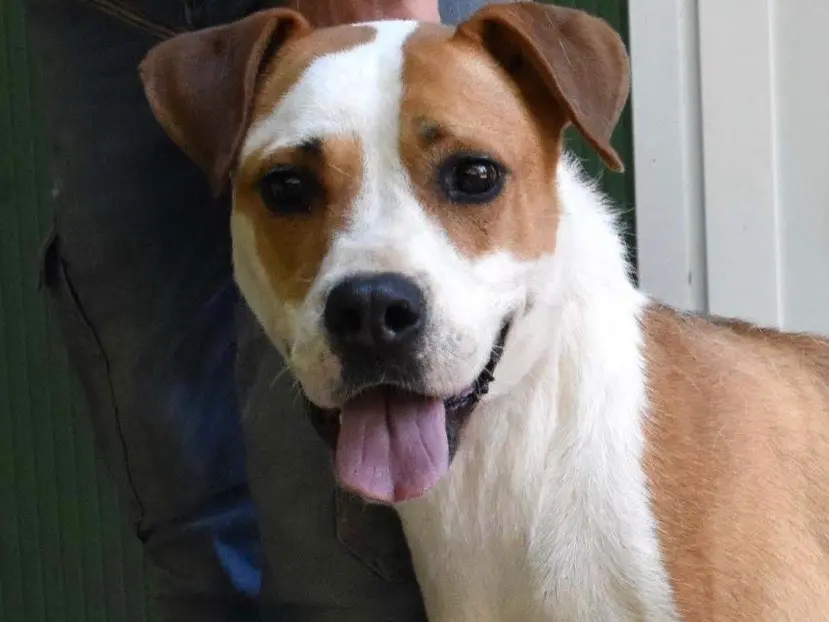 Adozione cane, femmina, American Staffordshire Terrier Razza sconosciuta, 7 anni e 4 mesi, taglia media, Roma