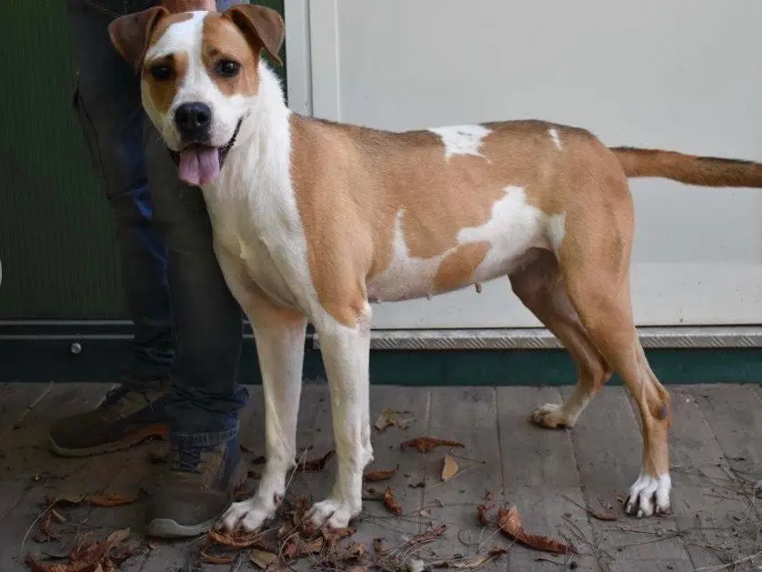 Adotta un cane, femmina, 7 anni e 4 mesi, Roma