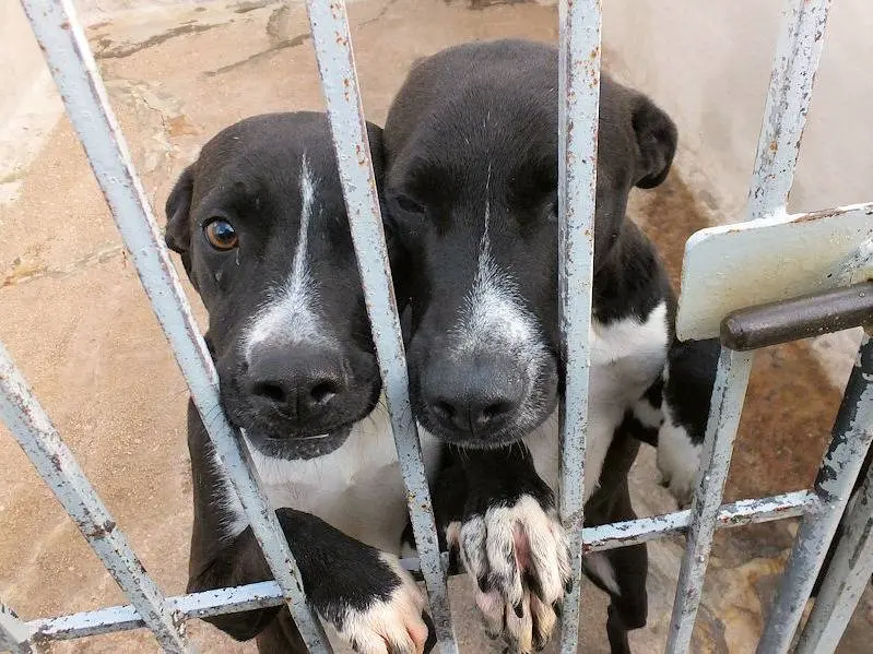 Vuoi adottare un cane a Frosinone?