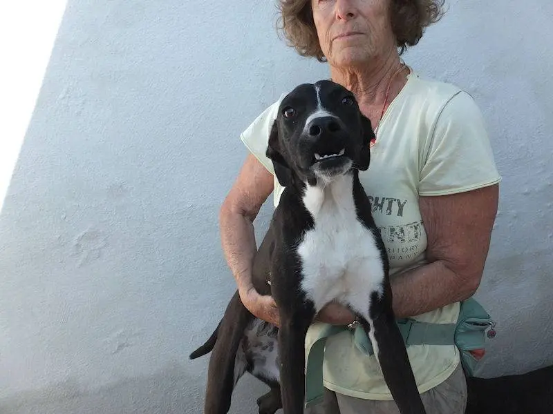 Adotta il cane BEATRICE a Frosinone