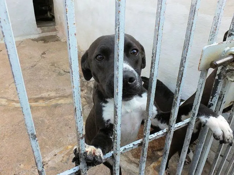 Adotta un cane, femmina, 4 anni e 7 mesi, Frosinone