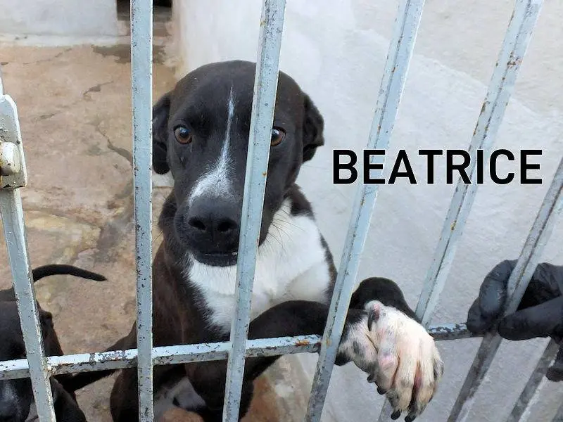 Adozione cane, femmina, Pitbull Razza sconosciuta, 4 anni e 7 mesi, taglia media contenuta, Frosinone