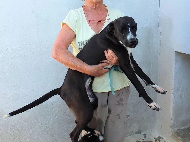 Adotta un cane, taglia media contenuta, femmina, Frosinone