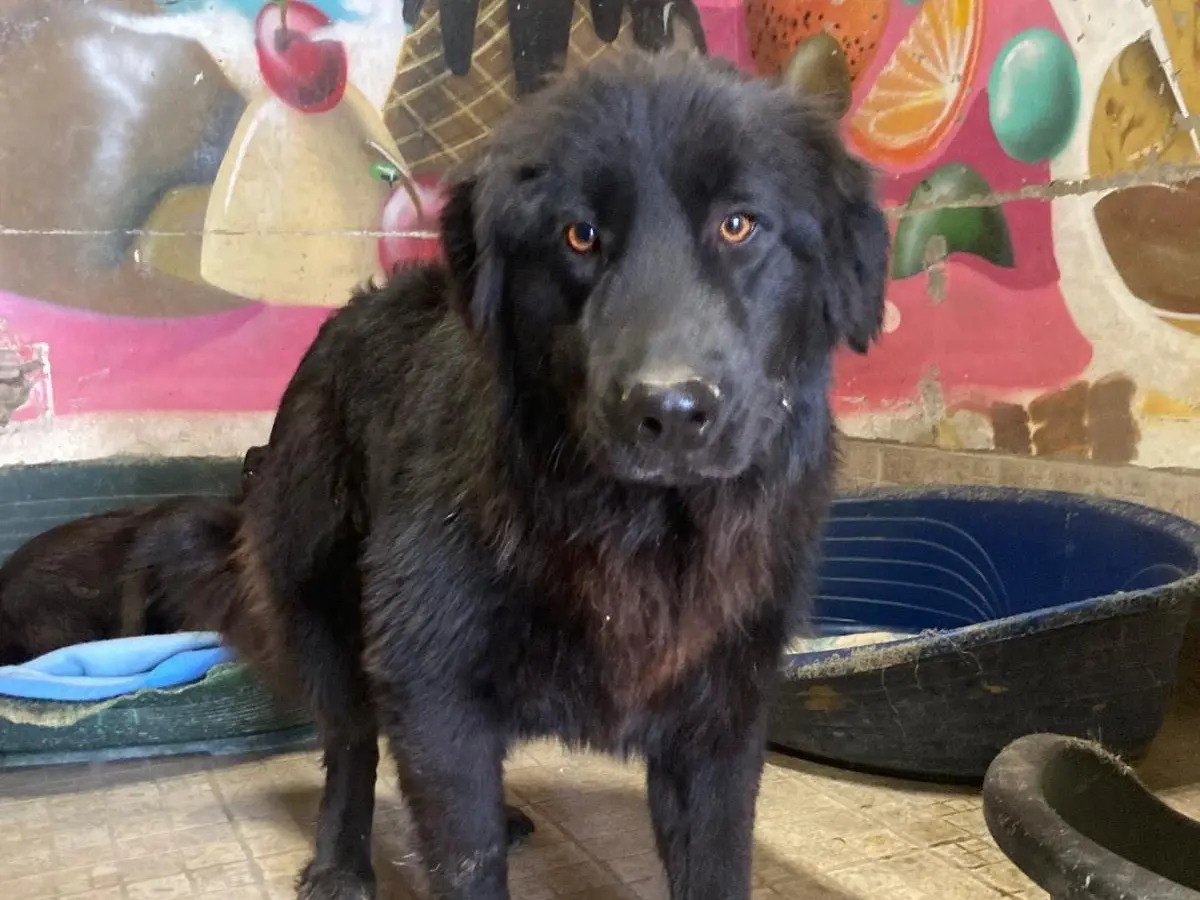 Adotta un cane, maschio, 1 anno e 10 mesi, Lecco