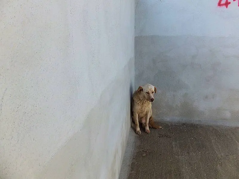Vuoi adottare un cane a Frosinone?