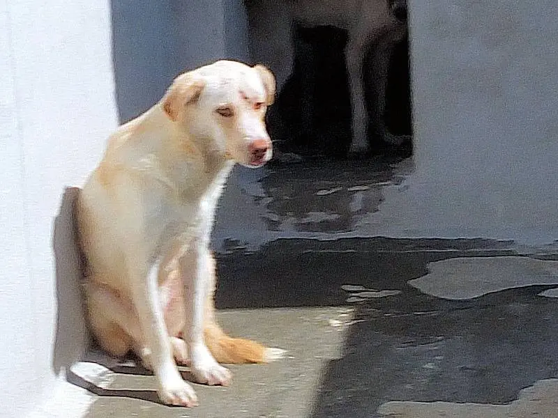 Adotta un cane, taglia media, maschio, Frosinone