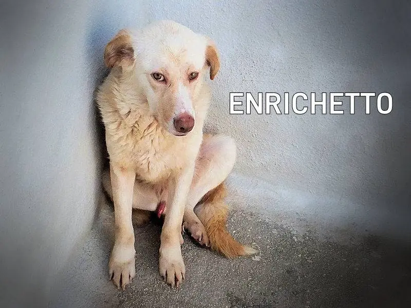 Adozione cane, maschio, Breton Razza sconosciuta, 4 anni e 7 mesi, taglia media, Frosinone