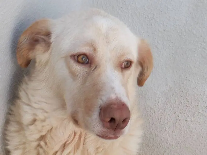 Adotta il cane ENRICHETTO a Frosinone