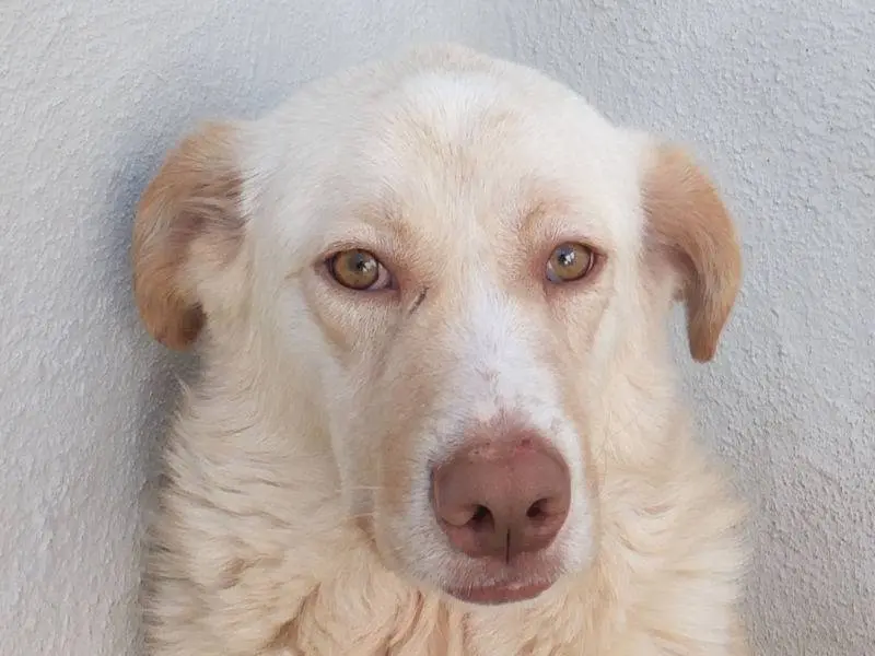 Adotta un cane, maschio, 4 anni e 7 mesi, Frosinone