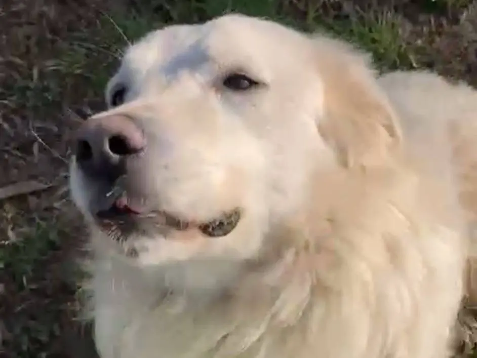 Adotta il cane Leone a Parma
