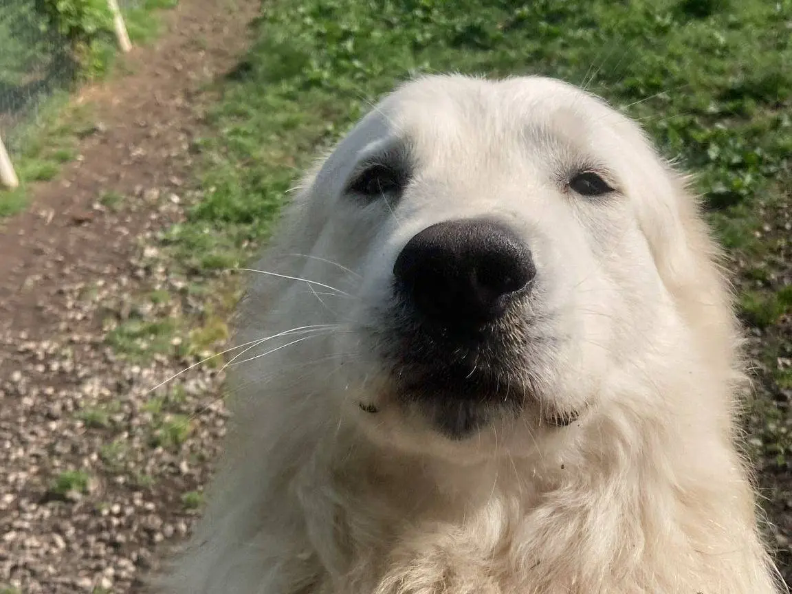 Adozione cane, maschio, Pastore maremmano Razza sconosciuta, 4 anni e 1 mese, taglia grande, Parma