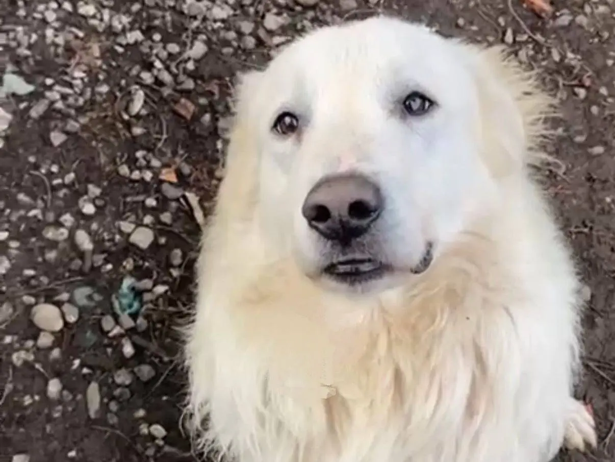 Vuoi adottare un cane a Parma?
