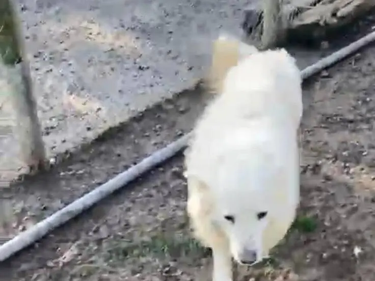 Adotta un cane, taglia grande, maschio, Parma