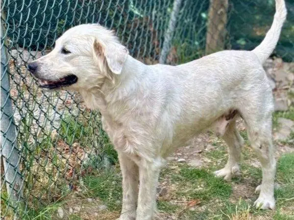 Adotta un cane, maschio, 4 anni e 1 mese, Parma