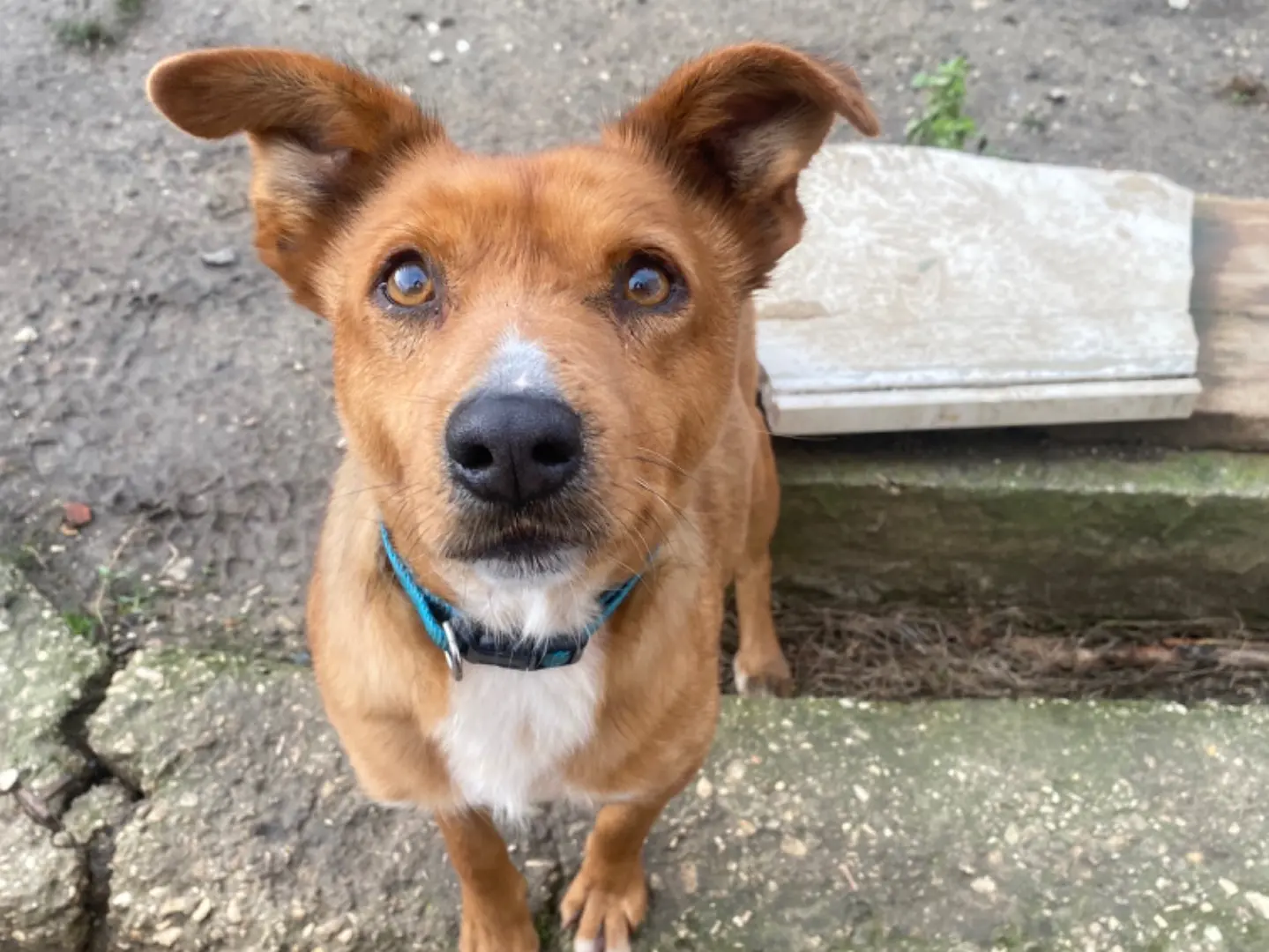 Adozione cane, maschio, Razza sconosciuta Razza sconosciuta, 7 anni e 4 mesi, taglia piccola, Teramo