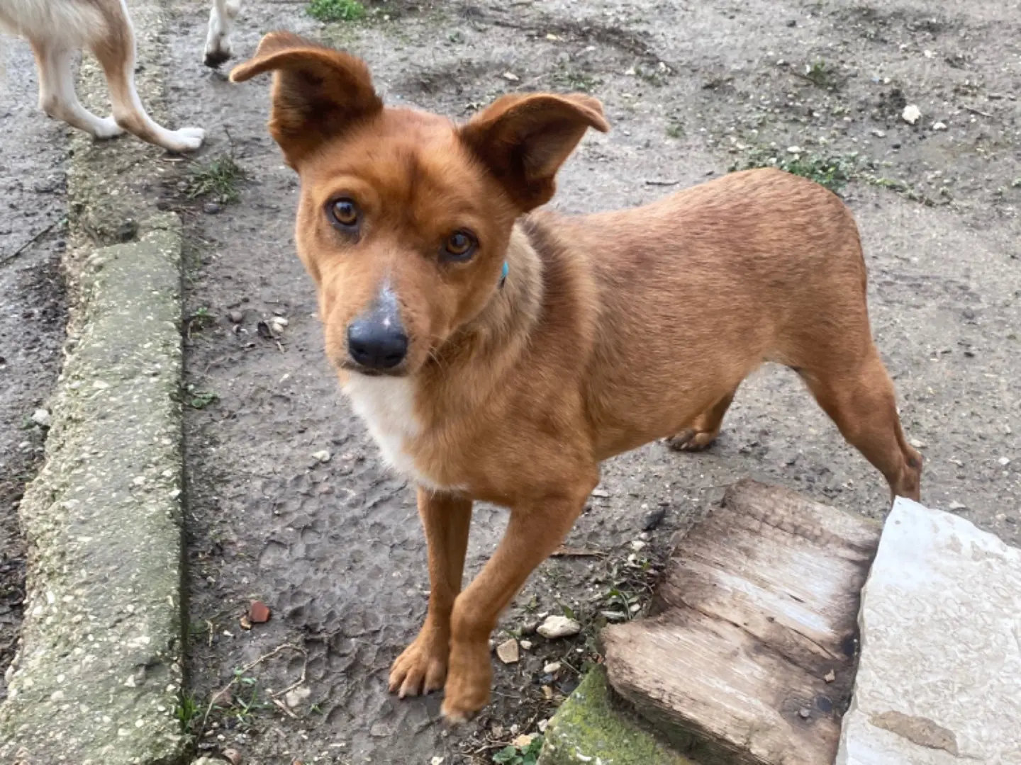 Vuoi adottare un cane a Teramo?