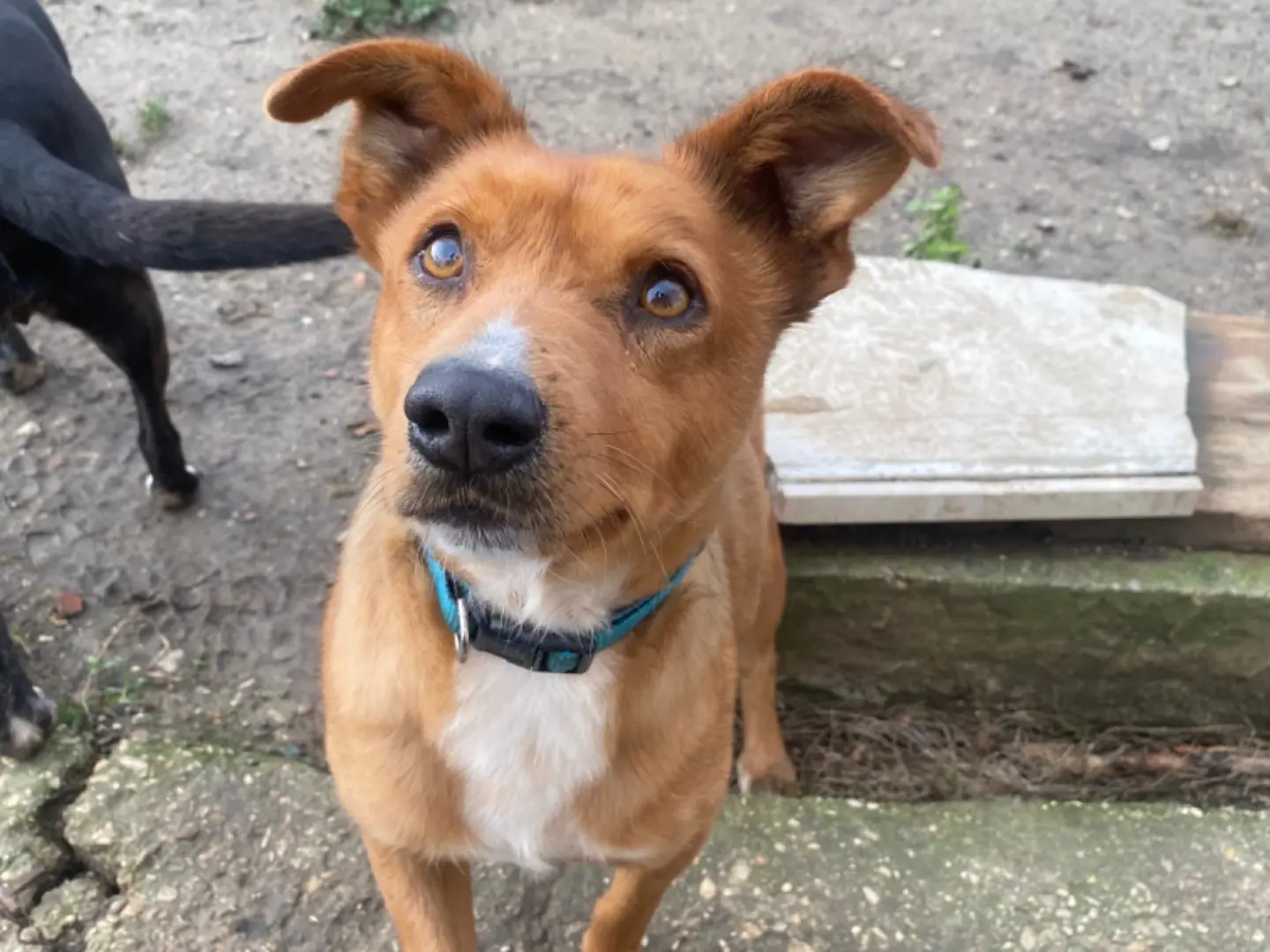 Adotta un cane, maschio, 7 anni e 4 mesi, Teramo
