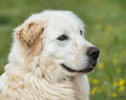 Adotta un cane, maschio, 5 anni e 9 mesi, Roma