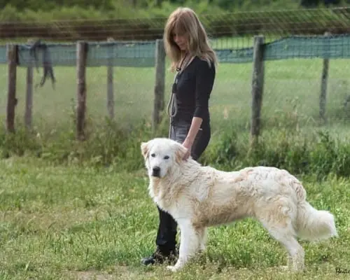 Adotta un cane, taglia grande, maschio, Roma