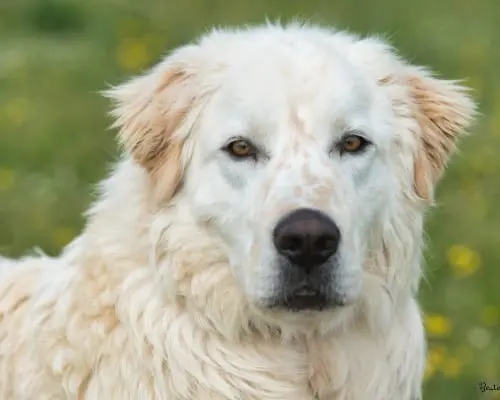 Adozione cane, maschio, meticcio, 5 anni e 9 mesi, taglia grande, Roma
